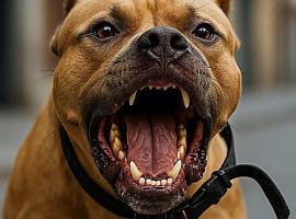 Pánico en Riaño: un pitbull desata el horror, madre e hija luchan por salvarse