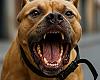 Pánico en Riaño: un pitbull desata el horror, madre e hija luchan por salvarse