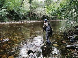 Asturias limitará a un solo salmón por pescador al año: Medio Rural propone un recorte histórico del 75% en las capturas