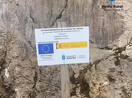 El Principado impulsa la modernización del queso Cabrales con una inversión de más de 250.000 euros en cuevas y promoción