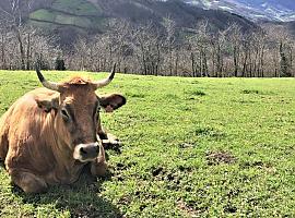 Medio Rural refuerza la sanidad ganadera asturiana con 250.000 euros para 23 agrupaciones: un 47% más que el año pasado