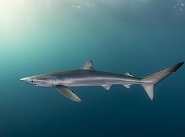 El Cantábrico ya tiene sus primeras áreas clave para tiburones y rayas gracias a investigadores de la Universidad de Oviedo