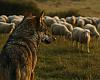 El Gobierno de Asturias refuerza el control del lobo: once ejemplares abatidos y ocho muertos por causas naturales desde abril