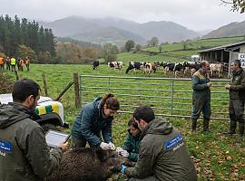 Cerco a la tuberculosis: Medio Rural despliega un escudo sanitario en Tineo para proteger a la ganadería de la fauna salvaje