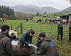 Cerco a la tuberculosis: Medio Rural despliega un escudo sanitario en Tineo para proteger a la ganadería de la fauna salvaje