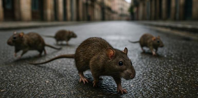Gijón refuerza la batalla contra las ratas: más equipos, más trampas y un reto urbano creciente