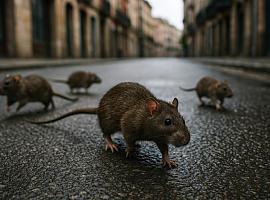 Gijón refuerza la batalla contra las ratas: más equipos, más trampas y un reto urbano creciente