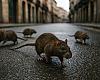 Gijón refuerza la batalla contra las ratas: más equipos, más trampas y un reto urbano creciente
