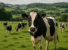 Asturias, la tierra de las vacas: casi 243.000 reses y la mayor proporción bovina del norte de España