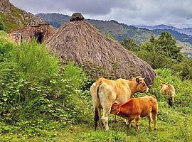 Asturias activa un nuevo escudo económico para las ganaderías afectadas por vacíos sanitarios e inmovilización de reses
