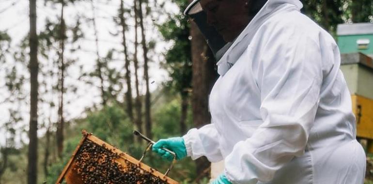 Refuerzo para el sector apícola con más de 375.000 euros para mejorar la producción y la comercialización de la miel