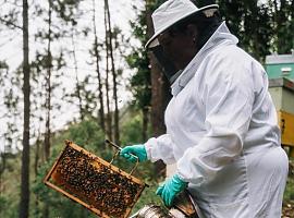 Refuerzo para el sector apícola con más de 375.000 euros para mejorar la producción y la comercialización de la miel