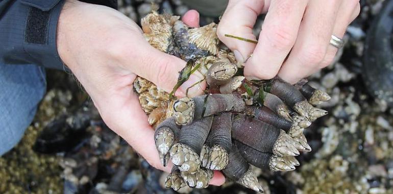 Puerto de Vega subasta el “oro del Cantábrico” a 199 euros el kilo: el percebe vuela… pero el mar frena la campaña