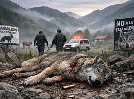 Asturias suma ya 26 lobos muertos y roza la mitad del cupo del plan: la batalla política (y legal) se juega ahora en Bruselas