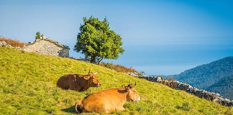 Asturias blinda su cabaña ganadera con una inversión de 6,6 millones en la nueva campaña de saneamiento