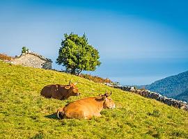 Asturias blinda su cabaña ganadera con una inversión de 6,6 millones en la nueva campaña de saneamiento