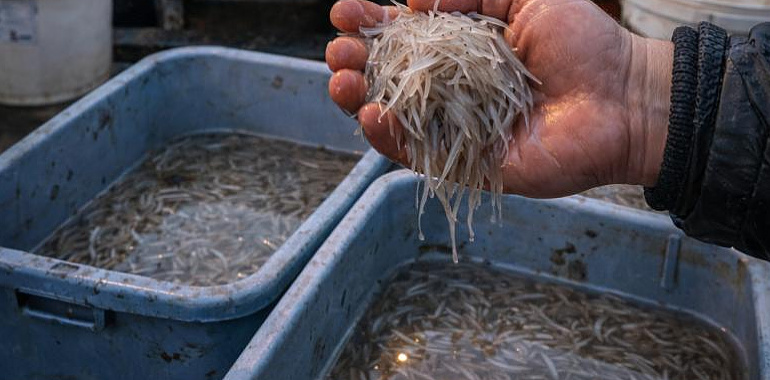 La angula asturiana al borde del cierre definitivo: el Gobierno impulsa su protección total y el sector alerta de un golpe histórico