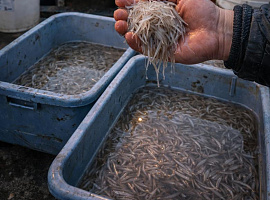 La angula asturiana al borde del cierre definitivo: el Gobierno impulsa su protección total y el sector alerta de un golpe histórico