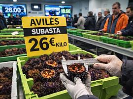 Oro del Cantábrico: el oricio se dispara hasta 26 euros el kilo en Avilés y confirma que en Asturias no es marisco… es patrimonio