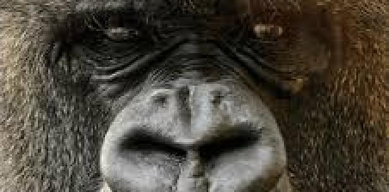 Cabárceno: el safari que no sabías que tenías a tiro de coche (y por este precio, es un escándalo)