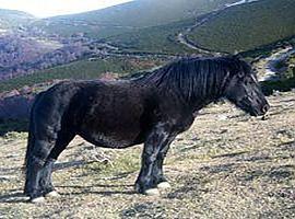 El asturcón, el caballo que nunca se fue: dos mil años galopando en Asturias contra el tiempo, el olvido y la modernidad