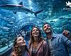 El plan perfecto para escapar del calor (y alucinar bajo el mar): así es la experiencia en el Oceanogràfic de Valencia