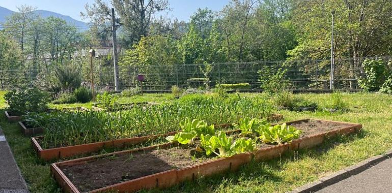 Dos colegios asturianos convierten la tierra en aula: así se cultiva el futuro desde Infiesto