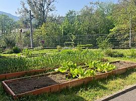 Dos colegios asturianos convierten la tierra en aula: así se cultiva el futuro desde Infiesto