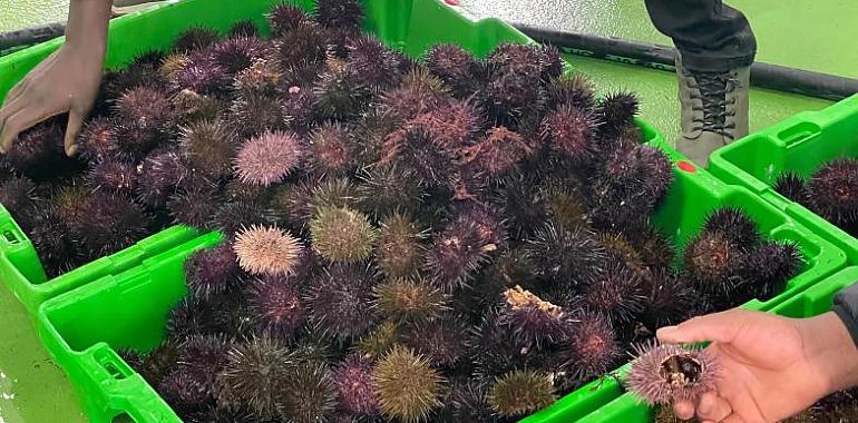 Asturias convierte el oricio en oro del Cantábrico: récord de rentabilidad y un nuevo frente de explotación en el oriente