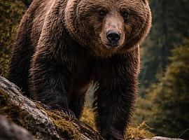 El regreso del rey del bosque: el oso pardo reconquista Asturias… pero aún camina sobre el filo de la desaparición