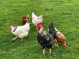 Asturias levanta el veto a las gallinas: la cría de aves en libertad vuelve a todo el Principado tras meses de restricciones por la gripe aviar