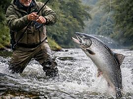 Cornellana se juega el “oro del río”: el Campanu vuelve a desatar la fiebre del salmón en Asturias
