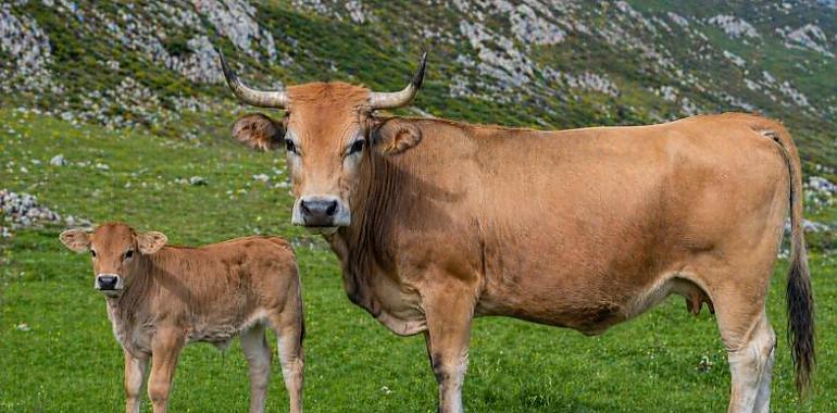 Asturias impulsa la raza reina del campo: 500.000 euros en ayudas para la Asturiana de los Valles