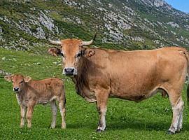 Asturias impulsa la raza reina del campo: 500.000 euros en ayudas para la Asturiana de los Valles