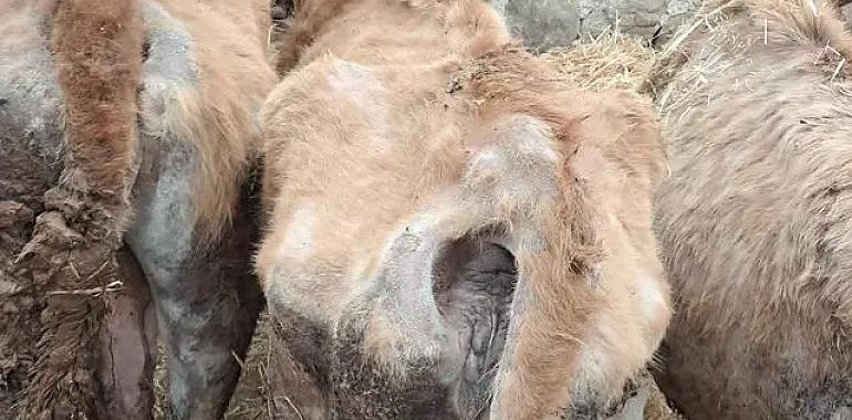 La ganadería de los horrores en el Oriente de Asturias: cuatro animales muertos, vacas famélicas y un matrimonio investigado por abandono animal