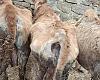 La ganadería de los horrores en el Oriente de Asturias: cuatro animales muertos, vacas famélicas y un matrimonio investigado por abandono animal