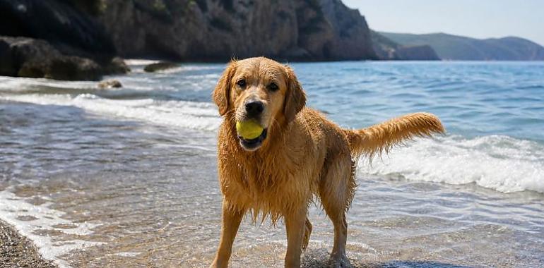 Playas para perros en Asturias en 2026: solo seis arenales en verano y un modelo que genera cada vez más debate