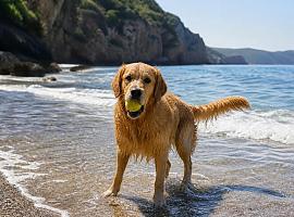 Playas para perros en Asturias en 2026: solo seis arenales en verano y un modelo que genera cada vez más debate