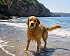 Playas para perros en Asturias en 2026: solo seis arenales en verano y un modelo que genera cada vez más debate