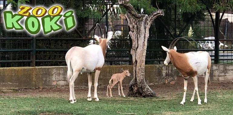 Zoo Koki, el plan familiar que está conquistando Toledo por menos de 11 euros