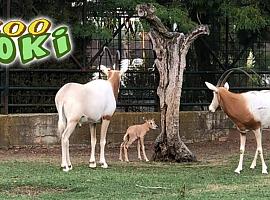 Zoo Koki, el plan familiar que está conquistando Toledo por menos de 11 euros