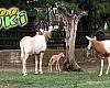 Zoo Koki, el plan familiar que está conquistando Toledo por menos de 11 euros