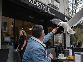 Gijón contraataca ante la invasión de las gaviotas: ataques a clientes, platos rotos y camareros aterrorizados por aves cada vez más agresivas