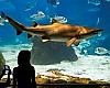 Tiburones, túneles submarinos y miles de peces: el plan perfecto en Barcelona para escapar del calor y viajar bajo el mar