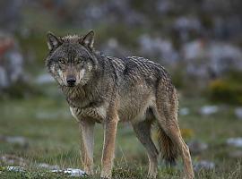 Asturias entra en una nueva guerra del lobo: el Principado detecta ya cerca de 50 manadas y prepara el regreso de los controles