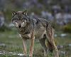 Asturias entra en una nueva guerra del lobo: el Principado detecta ya cerca de 50 manadas y prepara el regreso de los controles