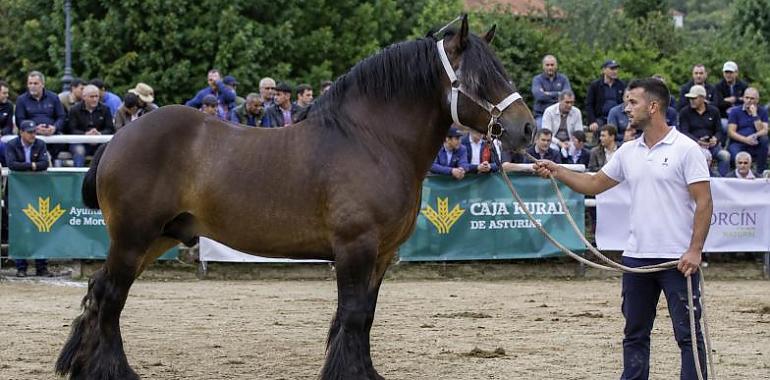 Morcín prepara una de las grandes citas del campo asturiano: el Certamen Regional de Ganado Equino busca coronar a los mejores caballos de Asturias