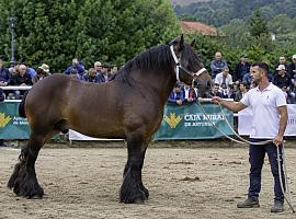 Morcín prepara una de las grandes citas del campo asturiano: el Certamen Regional de Ganado Equino busca coronar a los mejores caballos de Asturias