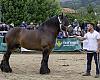 Morcín prepara una de las grandes citas del campo asturiano: el Certamen Regional de Ganado Equino busca coronar a los mejores caballos de Asturias