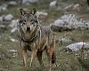 Lobos del norte para salvar al sur: UPA propone sacar ejemplares jóvenes de zonas como Asturias para aliviar a la ganadería